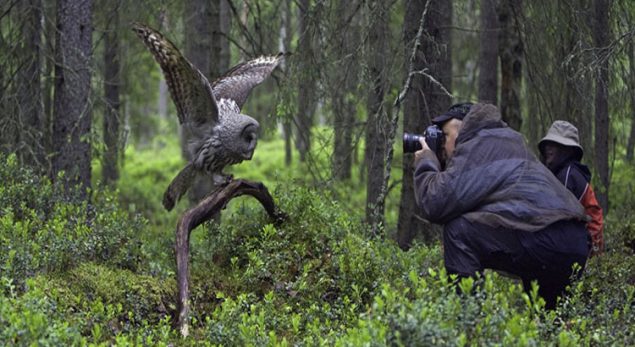 Birdwatching 