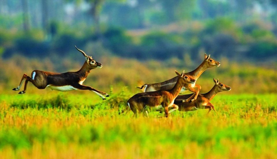 Blackbuck conversation area 