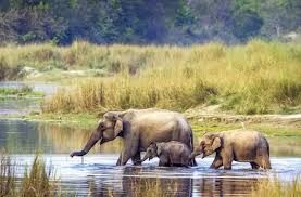 Elephant and crocodile breeding center 